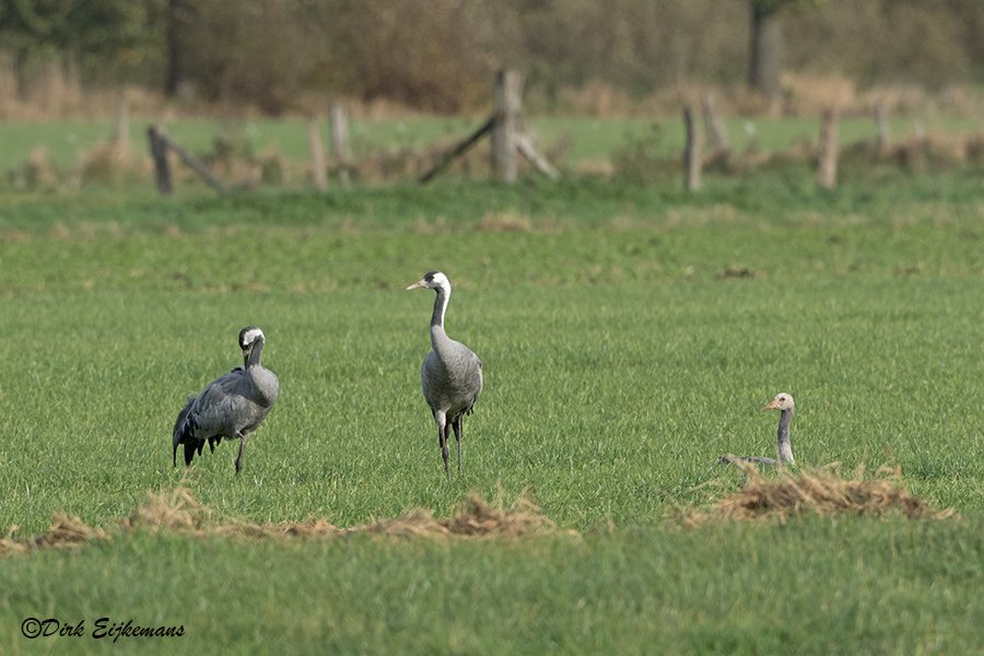 Lezing In het leefgebied van de Kraanvogels
